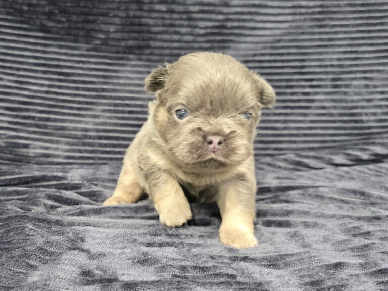 6765a-Marena-Fluffy-Frenchie-Puppy-The-Puppy-Lodge.jpg
