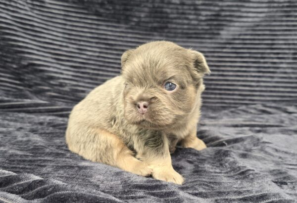 6765aa-Marena-Fluffy-Frenchie-Puppy-The-Puppy-Lodge.jpg