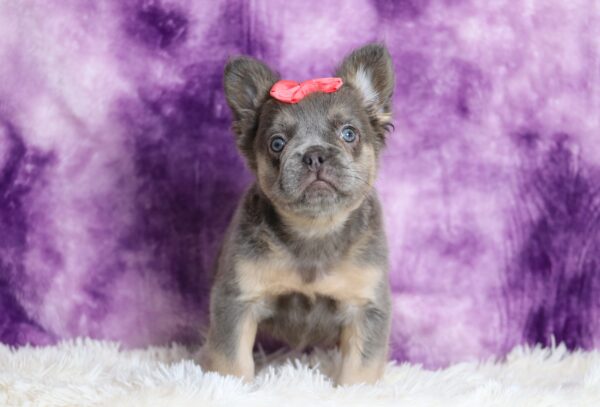 6765aaa-Marena-Fluffy-Frenchie-Puppy-The-Puppy-Lodge-1-scaled.jpg