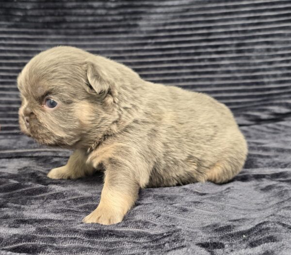 6765aaa-Marena-Fluffy-Frenchie-Puppy-The-Puppy-Lodge.jpg