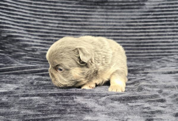 6765aaaa-Marena-Fluffy-Frenchie-Puppy-The-Puppy-Lodge.jpg