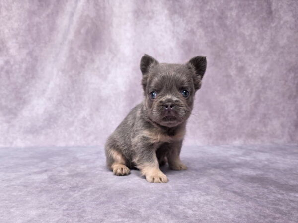 6765b-Marena-Fluffy-Frenchie-Puppy-The-Puppy-Lodge.jpg
