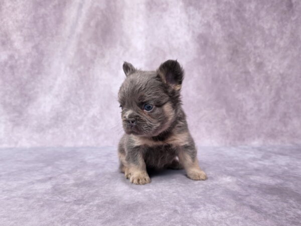 6765bb-Marena-Fluffy-Frenchie-Puppy-The-Puppy-Lodge-1.jpg