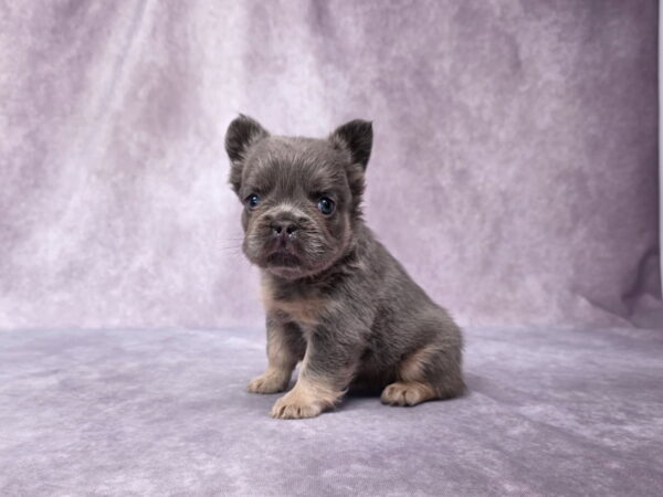6765bbb-Marena-Fluffy-Frenchie-Puppy-The-Puppy-Lodge.jpg