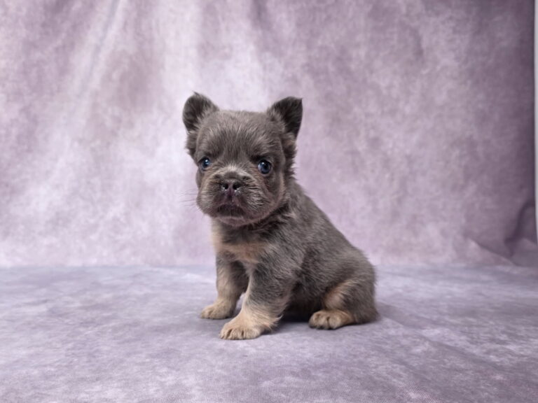 6765bbb-Marena-Fluffy-Frenchie-Puppy-The-Puppy-Lodge.jpg
