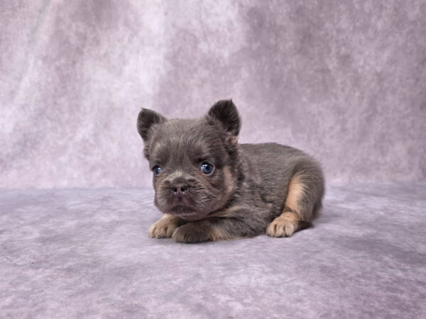6765bbbb-Marena-Fluffy-Frenchie-Puppy-The-Puppy-Lodge.jpg