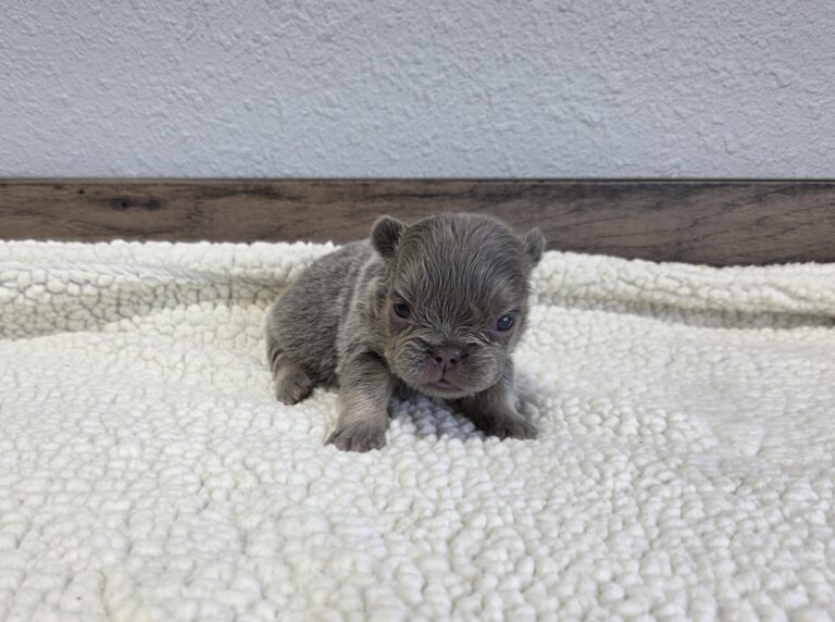 6769aa-Queen-Fluffy-Frenchie-Puppy-The-Puppy-Lodge-scaled.jpg