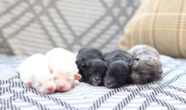 Dixie Doll's Litter