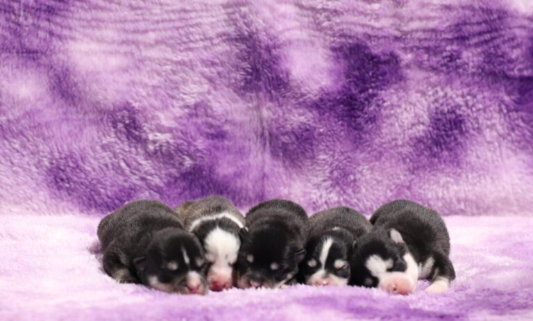 Dixie-litter-1-pomskies-scaled.jpg