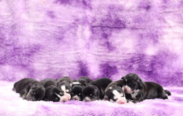 Hazel-litter-1-pomskies-scaled.jpg