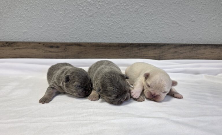 Mias-Litter- Puppy Lodge