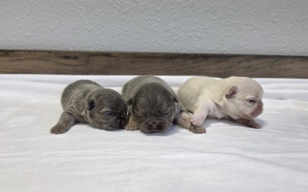 Mias-Litter-1 Puppy Lodge