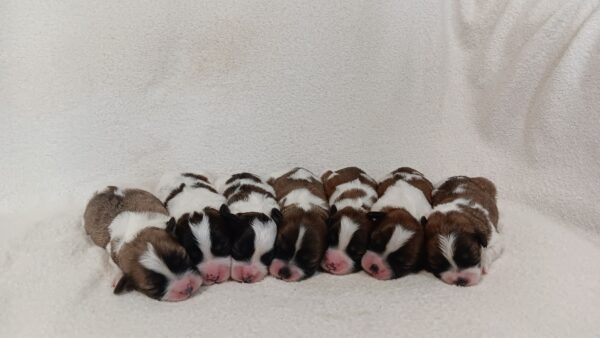 Nichole's Litter