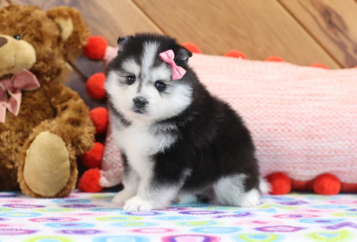 Pomsky Puppy