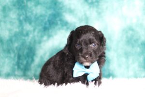 1147b-Dreamer-mini-poodle-The-Puppy-Lodge-scaled.jpg