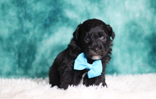 1147bb-Dreamer-mini-poodle-The-Puppy-Lodge-scaled.jpg