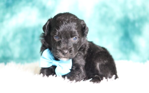 1147bbb Dreamer mini poodle-The Puppy Lodge.JPG