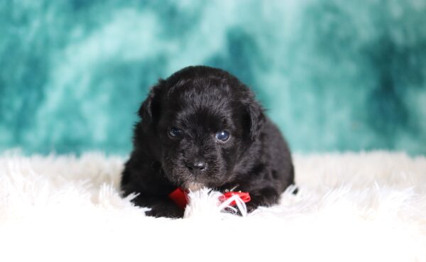 1148b-Diesel-mini-poodle-The-Puppy-Lodge-scaled.jpg