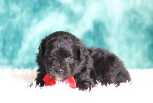 1148bb-Diesel-mini-poodle-The-Puppy-Lodge-scaled.jpg