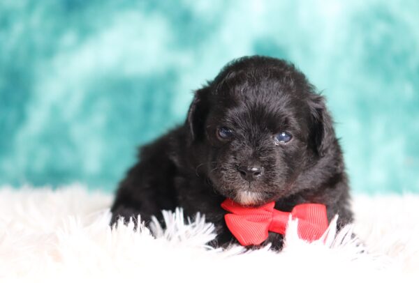 1148bbb-Diesel-mini-poodle-The-Puppy-Lodge-scaled.jpg