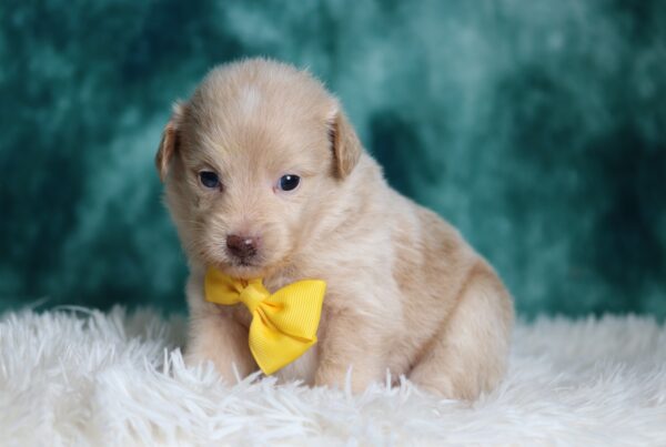 1149c-Dean-mini-poodle-The-Puppy-Lodge-scaled.jpg