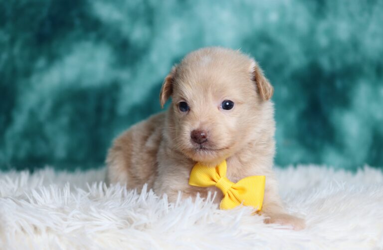1149cc-Dean-mini-poodle-The-Puppy-Lodge-scaled.jpg