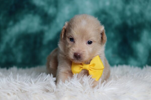 1149ccc Dean mini poodle-The Puppy Lodge
