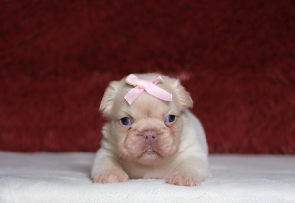 1242a-Ariella-Fluffy-Frenchie-Puppy-The-Puppy-Lodge-scaled.jpg