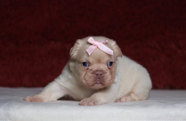 1242aa-Ariella-Fluffy-Frenchie-Puppy-The-Puppy-Lodge-scaled.jpg