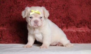 1242aaAriella-Fluffy-Frenchie-Puppy-The-Puppy-Lodge-scaled.jpg