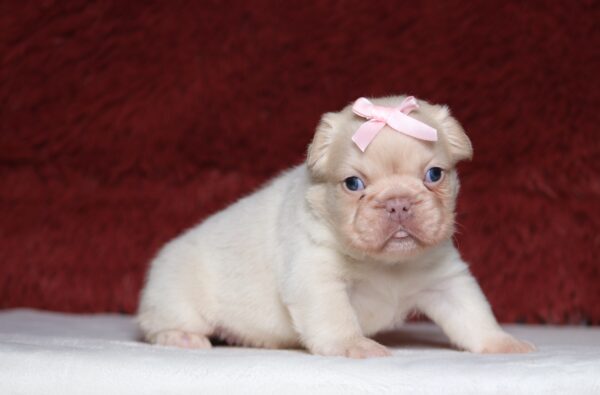 1242aaa-Ariella-Fluffy-Frenchie-Puppy-The-Puppy-Lodge-1-scaled.jpg