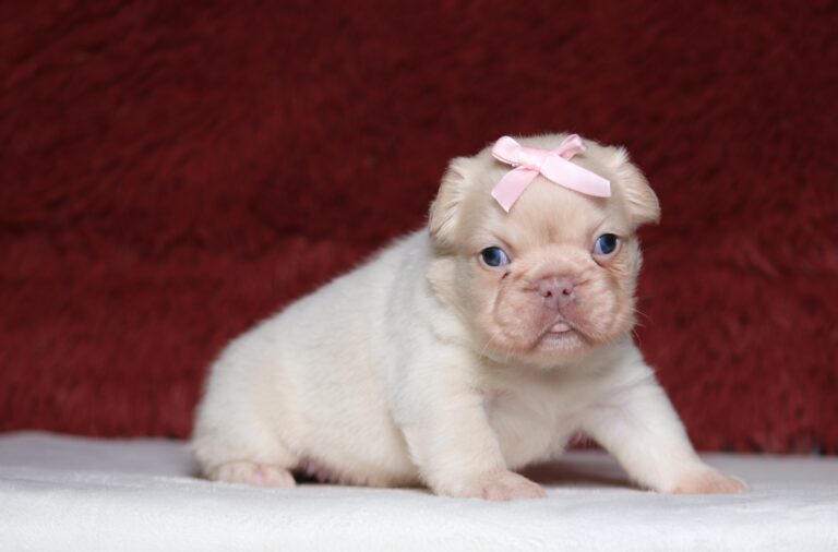 1242aaa-Ariella-Fluffy-Frenchie-Puppy-The-Puppy-Lodge-1-scaled.jpg