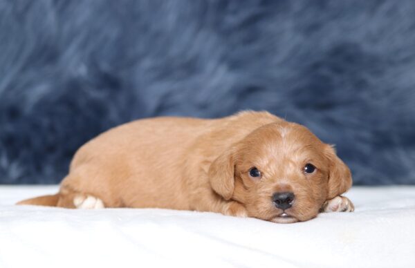 1245a-Larson-Doxidoodle-puppy-The-Puppy-Lodge-scaled.jpg