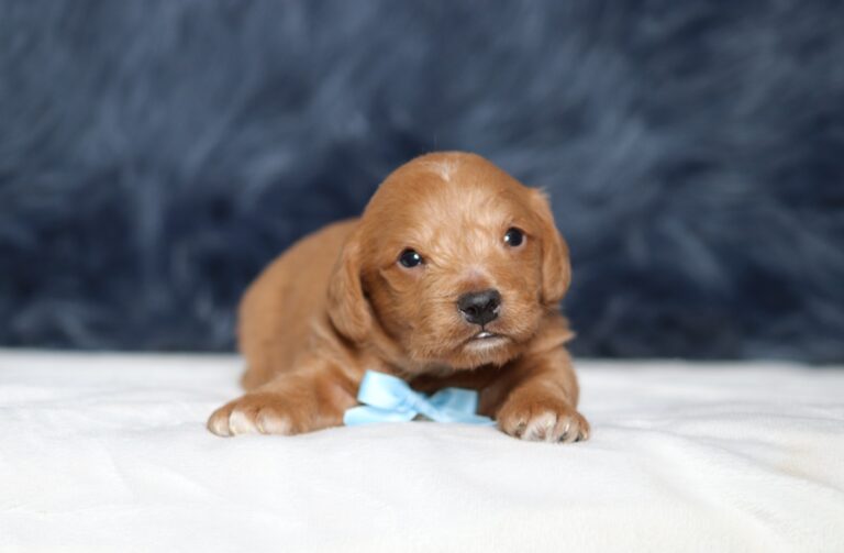 1245aa-Larson-Doxidoodle-puppy-The-Puppy-Lodge-scaled.jpg