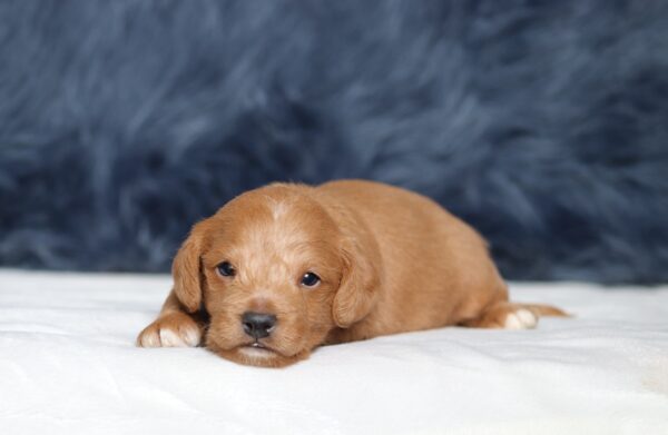 1245aaa-Larson-Doxidoodle-puppy-The-Puppy-Lodge-scaled.jpg