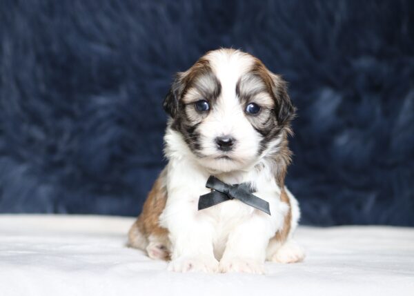 1246a-Neon-Teddy-Bear-Puppy-The-Puppy-Lodge-scaled.jpg