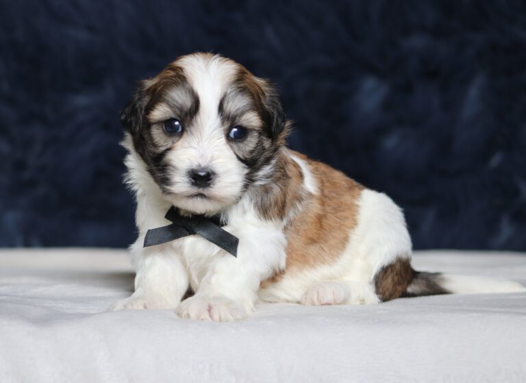 1246aa-Neon-Teddy-Bear-Puppy-The-Puppy-Lodge-scaled.jpg