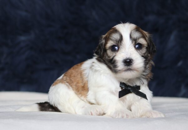 1246aaa-Neon-Teddy-Bear-Puppy-The-Puppy-Lodge-b