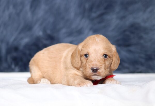 1249a-Landon-Doxidoodle-puppy-The-Puppy-Lodge-scaled.jpg