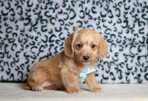 1249aLandon-Doxidoodle-puppy-The-Puppy-Lodge-scaled.jpg