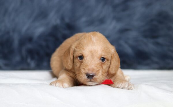 1249aa-Landon-Doxidoodle-puppy-The-Puppy-Lodge-scaled.jpg
