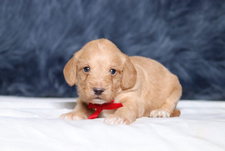 1249aaa Landon- Doxidoodle puppy-The Puppy Lodge.JPG