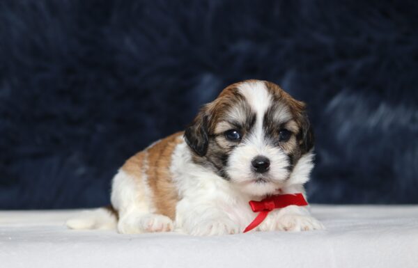 1250a-Nolan-Teddy-Bear-Puppy-The-Puppy-Lodge-scaled.jpg