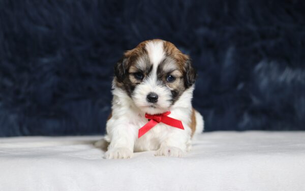 1250aa-Nolan-Teddy-Bear-Puppy-The-Puppy-Lodge-scaled.jpg