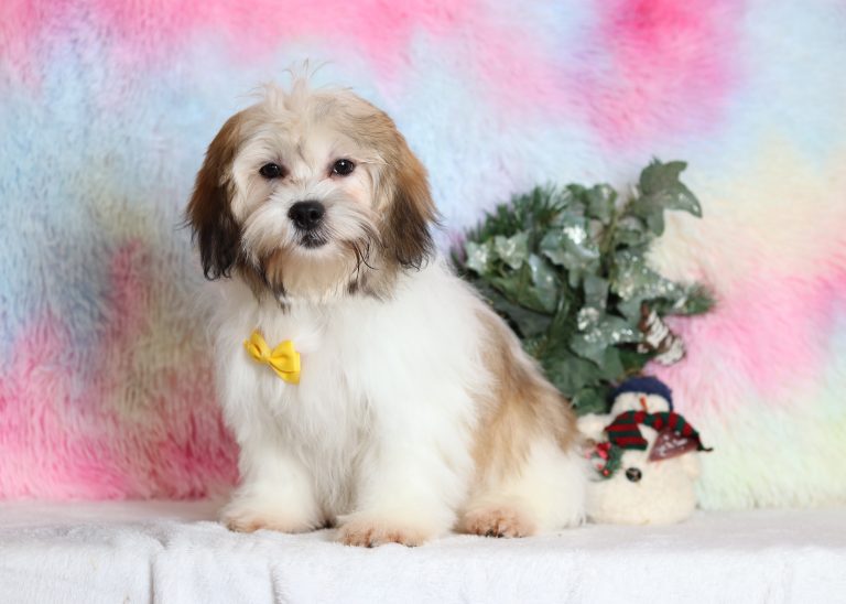 1250aaNolan the teddy bear-the puppy lodge