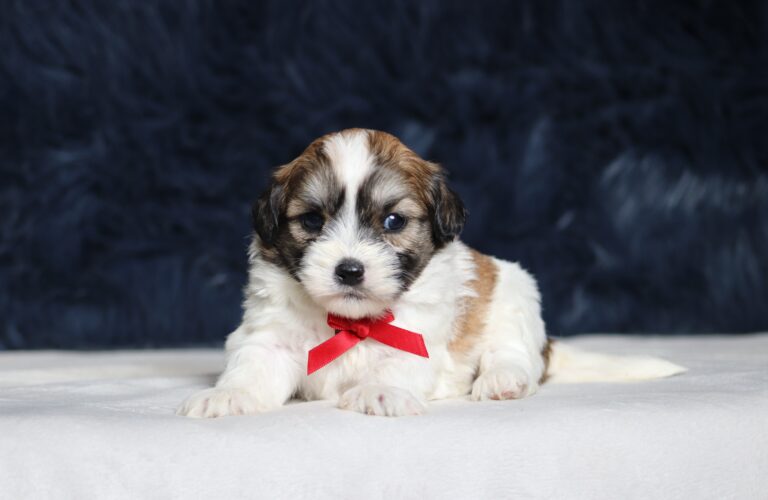 1250aaa Nolan Teddy Bear Puppy-The Puppy Lodge.JPG
