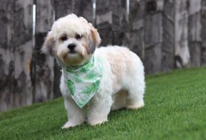 1250pNolan the teddy bear-the puppy lodge