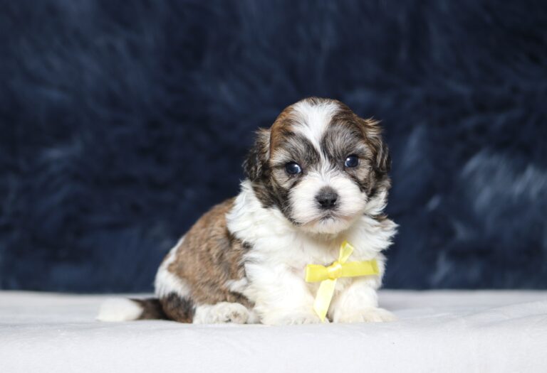 1251a Nimbo Teddy Bear Puppy The Puppy Lodge.JPG