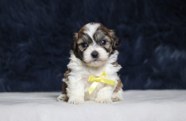 1251aa-Nimbo-Teddy-Bear-Puppy-The-Puppy-Lodge-scaled.jpg