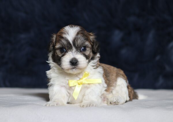 1251aaa-Nimbo-Teddy-Bear-Puppy-The-Puppy-Lodge-scaled.jpg